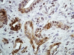 Invitrogen CXCR7 Polyclonal Antibody 100 &mu;L; Unconjugated:Antibodies,