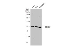 Invitrogen CXCR7 Polyclonal Antibody 100 &mu;L; Unconjugated:Antibodies,