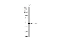 Invitrogen CXCR7 Polyclonal Antibody 100 &mu;L; Unconjugated:Antibodies,