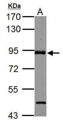 Invitrogen ABR Polyclonal Antibody 100 &mu;L; Unconjugated:Antibodies,