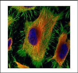 Invitrogen Annexin A2 Polyclonal Antibody 100 &mu;L | Buy Online | Invitrogen&trade; | Fisher Scientific