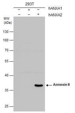 Invitrogen Annexin A2 Polyclonal Antibody 100 &mu;L | Buy Online | Invitrogen&trade; | Fisher Scientific