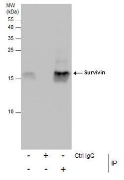 Invitrogen Survivin Polyclonal Antibody 100 &mu;L; Unconjugated:Antibodies,