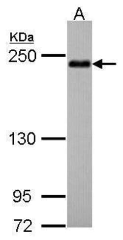 Invitrogen SHROOM2 Polyclonal Antibody 100 &mu;L; Unconjugated:Antibodies,