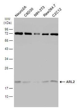 Invitrogen ARL2 Polyclonal Antibody 100 &mu;L; Unconjugated:Antibodies,