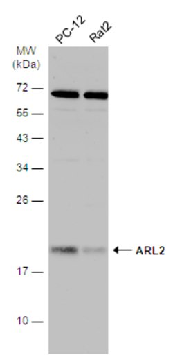 Invitrogen ARL2 Polyclonal Antibody 100 &mu;L; Unconjugated:Antibodies,