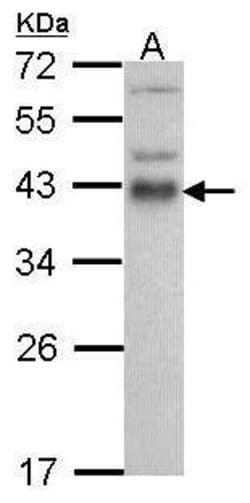 Invitrogen ATF1 Polyclonal Antibody 100 &mu;L; Unconjugated:Antibodies,