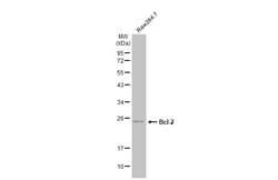 Invitrogen Bcl-2 Polyclonal Antibody 100 &mu;L; Unconjugated:Anticorps,