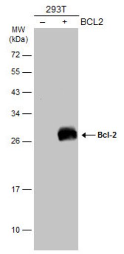 Invitrogen Bcl-2 Polyclonal Antibody 100 &mu;L; Unconjugated:Anticorps,