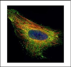 Invitrogen TIP30 Polyclonal Antibody 100 &mu;L; Unconjugated:Antibodies,