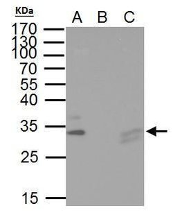 Invitrogen TIP30 Polyclonal Antibody 100 &mu;L; Unconjugated:Antibodies,