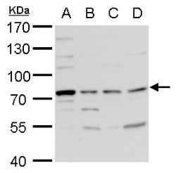 Invitrogen TDP1 Polyclonal Antibody 100 &mu;L; Unconjugated:Antibodies,