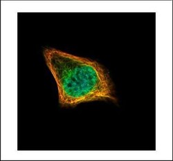 Invitrogen CENPF Polyclonal Antibody 100 &mu;L; Unconjugated:Antibodies,