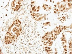 Invitrogen CENPF Polyclonal Antibody 100 &mu;L; Unconjugated:Antibodies,
