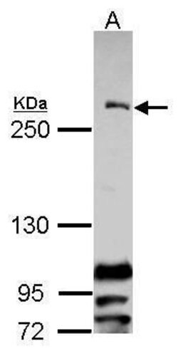 Invitrogen CENPF Polyclonal Antibody 100 &mu;L; Unconjugated:Antibodies,