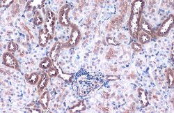 ACSL4 Polyclonal Antibody, Invitrogen 100 &mu;L; Unconjugated:Antibodies,