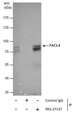ACSL4 Polyclonal Antibody, Invitrogen 100 &mu;L; Unconjugated:Antibodies,