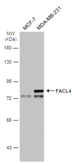 ACSL4 Polyclonal Antibody, Invitrogen 100 &mu;L; Unconjugated:Antibodies,