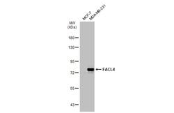 ACSL4 Polyclonal Antibody, Invitrogen 100 &mu;L; Unconjugated:Antibodies,
