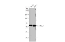 ACSL4 Polyclonal Antibody, Invitrogen 100 &mu;L; Unconjugated:Antibodies,