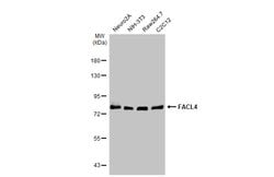 ACSL4 Polyclonal Antibody, Invitrogen 100 &mu;L; Unconjugated:Antibodies,