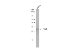 Invitrogen FHL1 Polyclonal Antibody 100 &mu;L; Unconjugated:Antibodies,