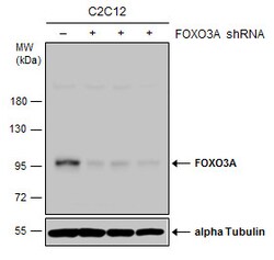 Invitrogen FOXO3A Polyclonal Antibody 100 μL; Unconjugated:Antibodies,