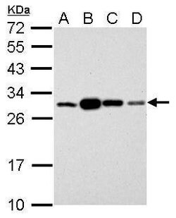 Invitrogen 14-3-3 sigma Polyclonal Antibody 100 &mu;L; Unconjugated:Antibodies
