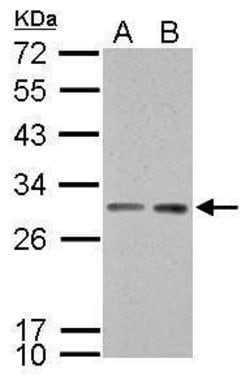 Invitrogen 14-3-3 sigma Polyclonal Antibody 100 &mu;L; Unconjugated:Antibodies