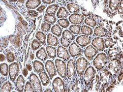 Invitrogen GPS1 Polyclonal Antibody 100 &mu;L; Unconjugated:Antibodies,