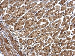 Invitrogen GPS1 Polyclonal Antibody 100 &mu;L; Unconjugated:Antibodies,