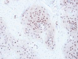Invitrogen GPS1 Polyclonal Antibody 100 &mu;L; Unconjugated:Antibodies,