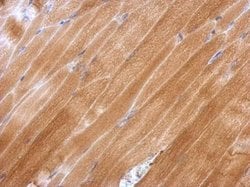 Invitrogen GPX2 Polyclonal Antibody 100 &mu;L | Buy Online | Invitrogen&trade; | Fisher Scientific