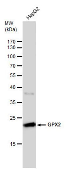 Invitrogen GPX2 Polyclonal Antibody 100 &mu;L | Buy Online | Invitrogen&trade; | Fisher Scientific