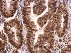 Invitrogen GRB2 Polyclonal Antibody 100 &mu;L; Unconjugated:Antibodies,
