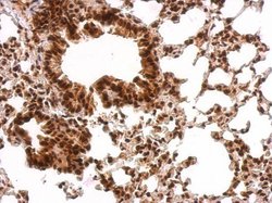 Invitrogen GRB2 Polyclonal Antibody 100 &mu;L; Unconjugated:Antibodies,