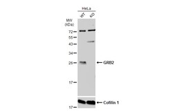 Invitrogen GRB2 Polyclonal Antibody 100 &mu;L; Unconjugated:Anticuerpos