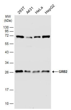 Invitrogen GRB2 Polyclonal Antibody 100 &mu;L; Unconjugated:Antibodies,