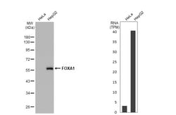 Invitrogen FOXA1 Polyclonal Antibody 100 &mu;L | Buy Online | Invitrogen&trade; | Fisher Scientific