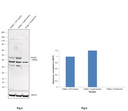 Invitrogen FOXA2 Polyclonal Antibody 100 &mu;L; Unconjugated:Antibodies,