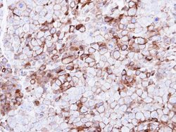 P2Y13 Polyclonal Antibody, Invitrogen 100 μL; Unconjugated:Antibodies,