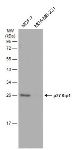Invitrogen p27 Kip1 Polyclonal Antibody 100 &mu;L; Unconjugated:Antibodies,