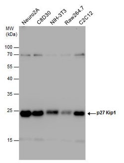 Invitrogen p27 Kip1 Polyclonal Antibody 100 &mu;L; Unconjugated:Antibodies,