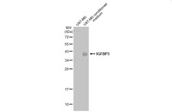 Invitrogen IGFBP3 Polyclonal Antibody 100 &mu;L; Unconjugated:Antibodies,