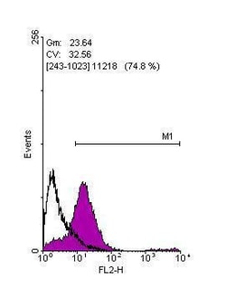 Invitrogen OCT4 Polyclonal Antibody 100 &mu;L; Unconjugated:Antibodies,