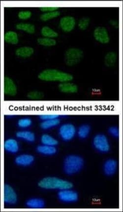 Invitrogen OCT4 Polyclonal Antibody 100 &mu;L; Unconjugated:Antibodies,