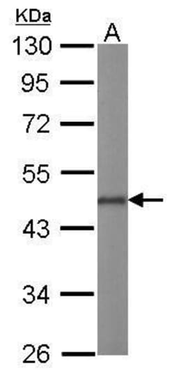 Invitrogen OCT4 Polyclonal Antibody 100 &mu;L; Unconjugated:Antibodies,