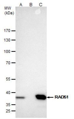Invitrogen RAD51 Polyclonal Antibody 100 &mu;L; Unconjugated:Antibodies,