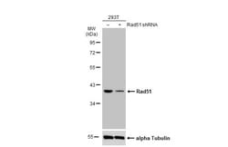 Invitrogen RAD51 Polyclonal Antibody 100 &mu;L; Unconjugated:Antibodies,