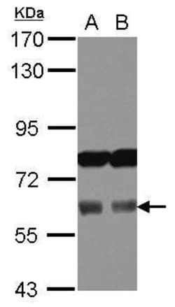 Invitrogen Aladin Polyclonal Antibody 100 &mu;L; Unconjugated:Antibodies,